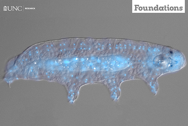 a tardigrade under a light microscope
