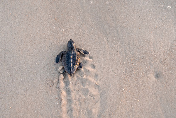 a baby sea turtle heads toward the ocean on the beaches of Bald Head Island