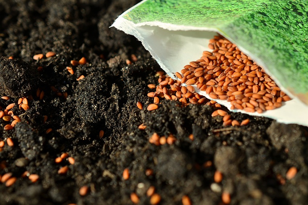 seeds spilling out of a packet onto dirt