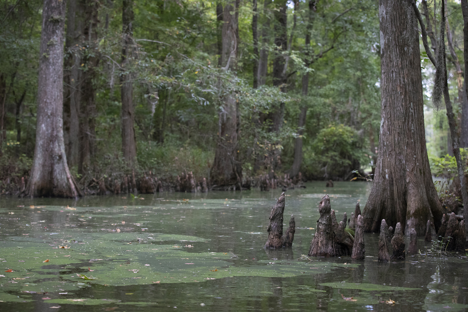 a green swamp full of algae