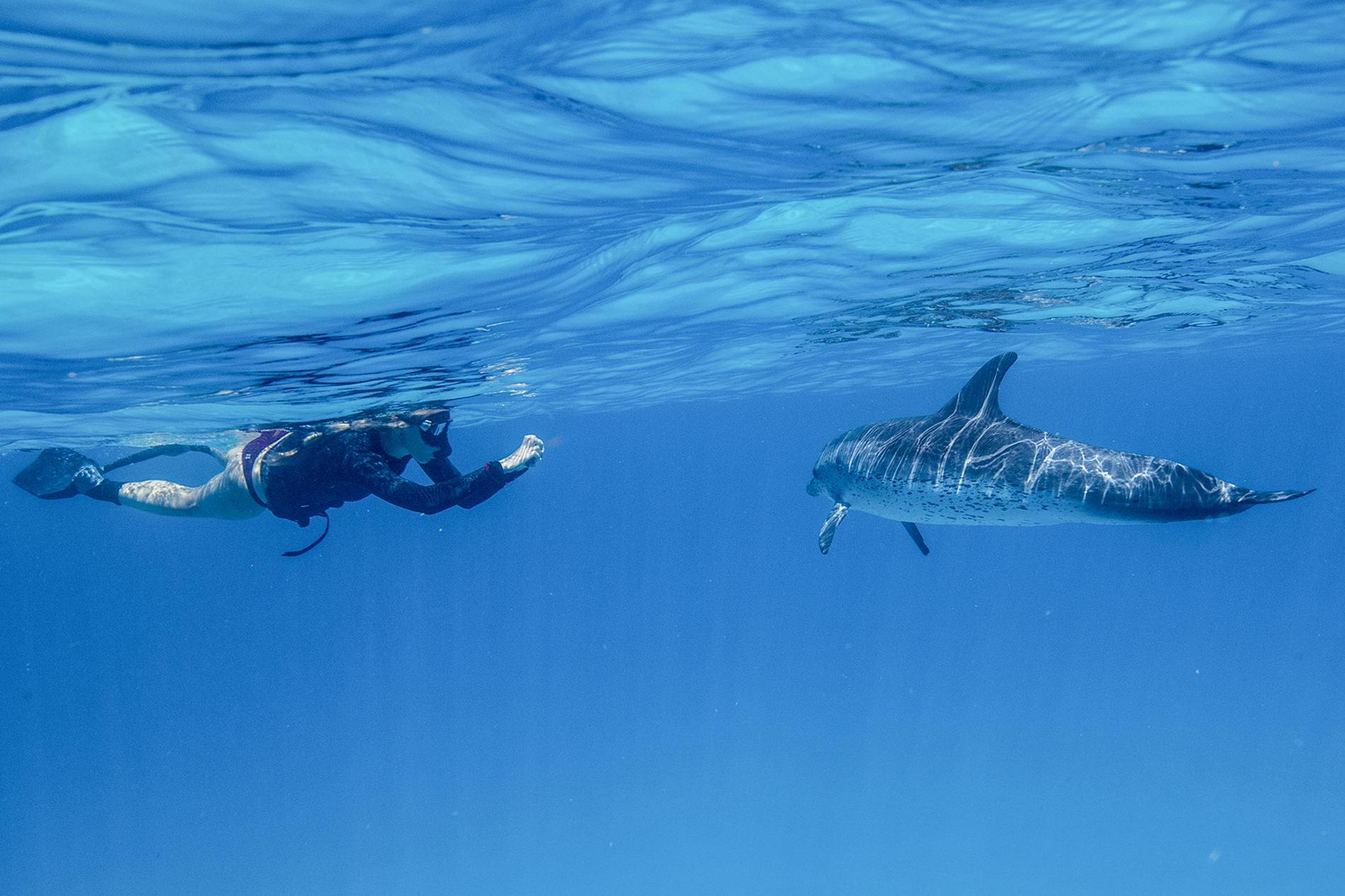 a young girl takes a picture of an Atlantic spotted dolphin underwater