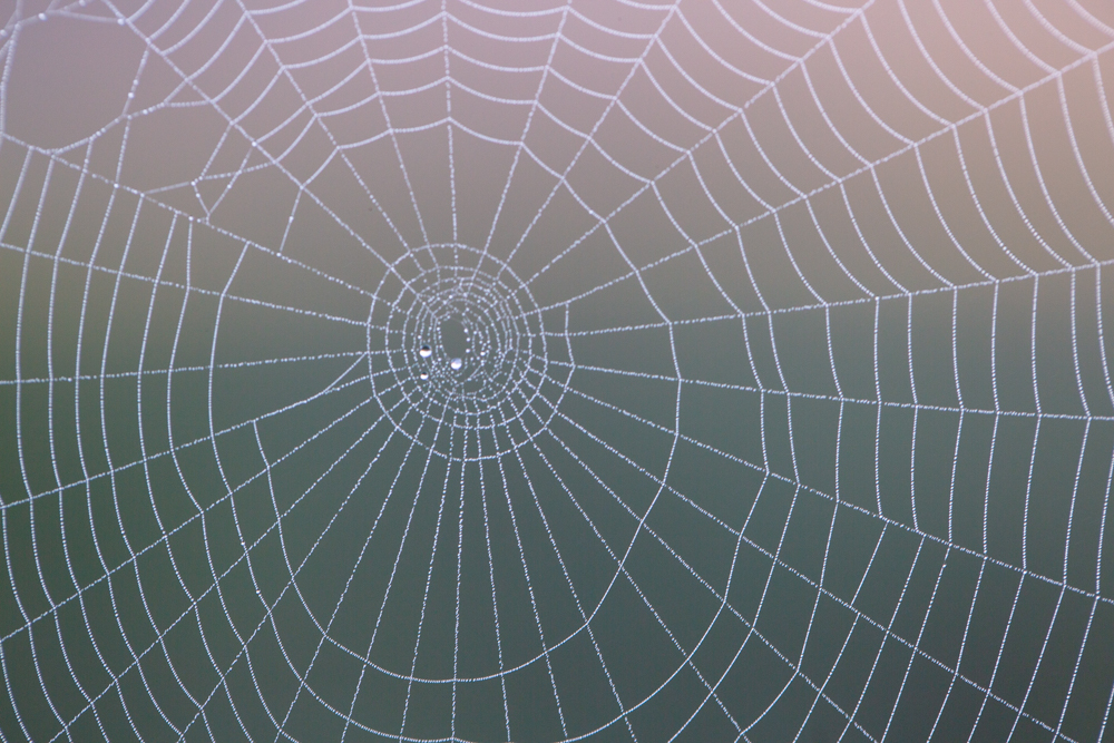 a close-up shot of a spider web