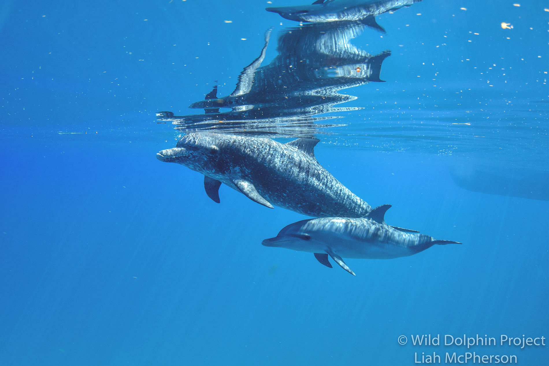 Chesapeake dolphins thrill spotters, scientists, Wildlife & Habitat