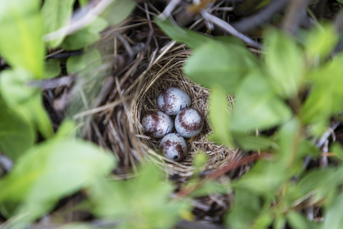 Lincoln's sparrows eggs