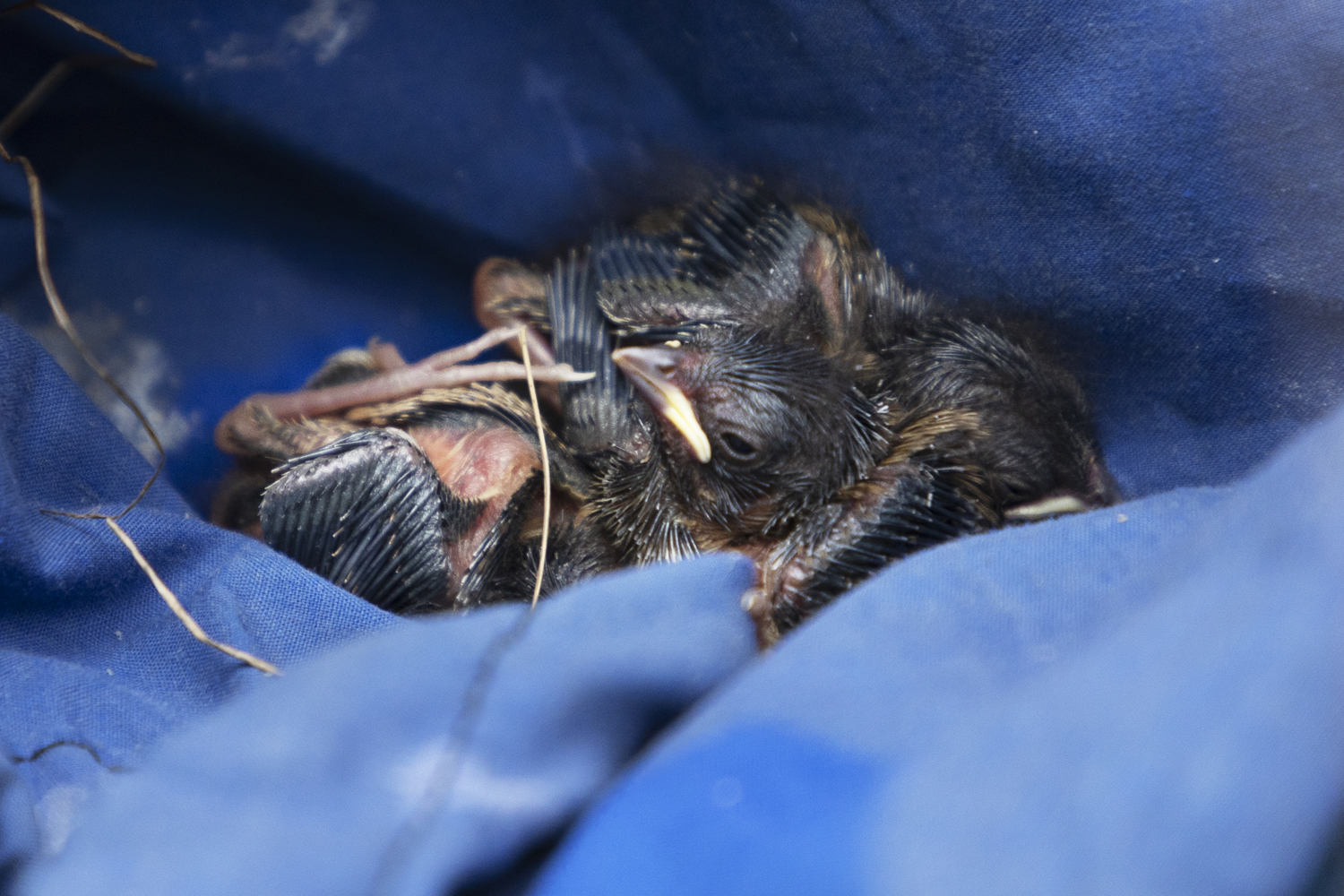 baby Lincoln's sparrows