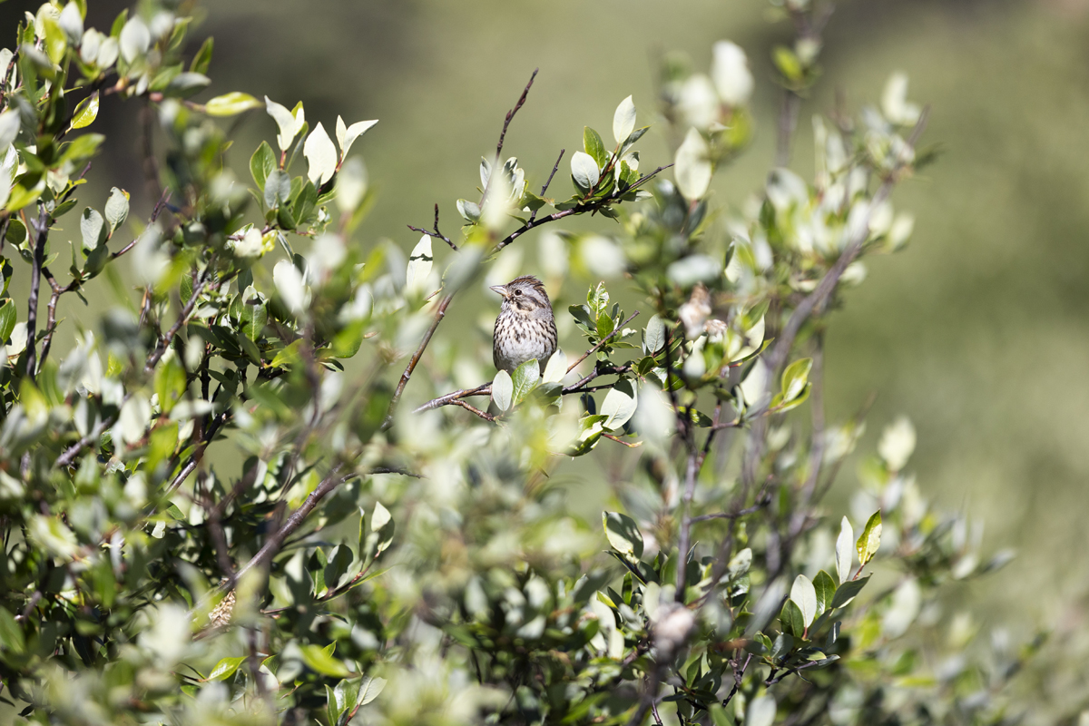 Lincoln's sparrow