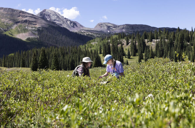 Emma Reinhardt and Torin O'Brien collect data on birds in a meadow at the base of the San Juan Mountains