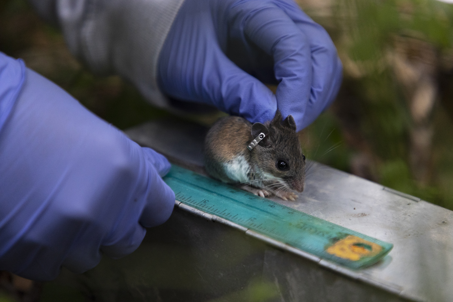 a field mouse next to a measuring stick