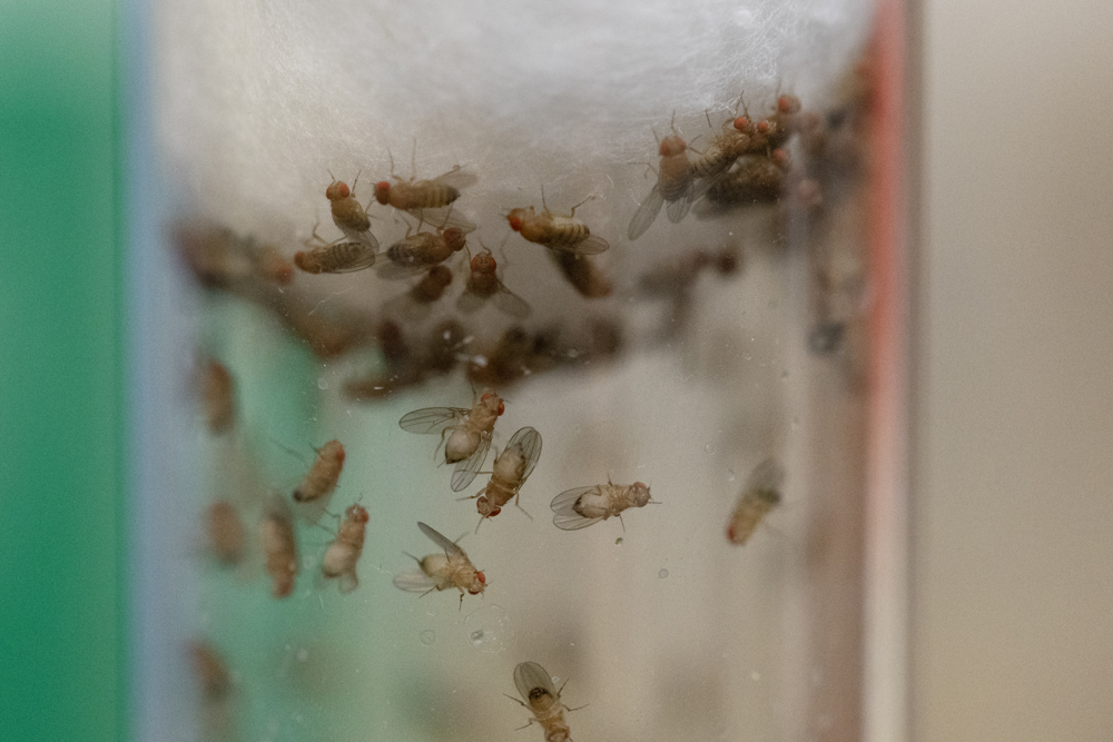 a vial full of fruit flies