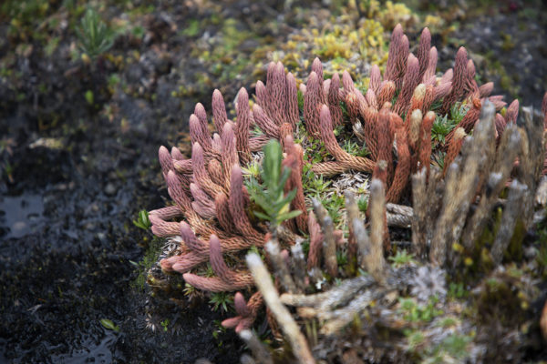 close-up of burgundy colored clubmosses call lycopodium crassum