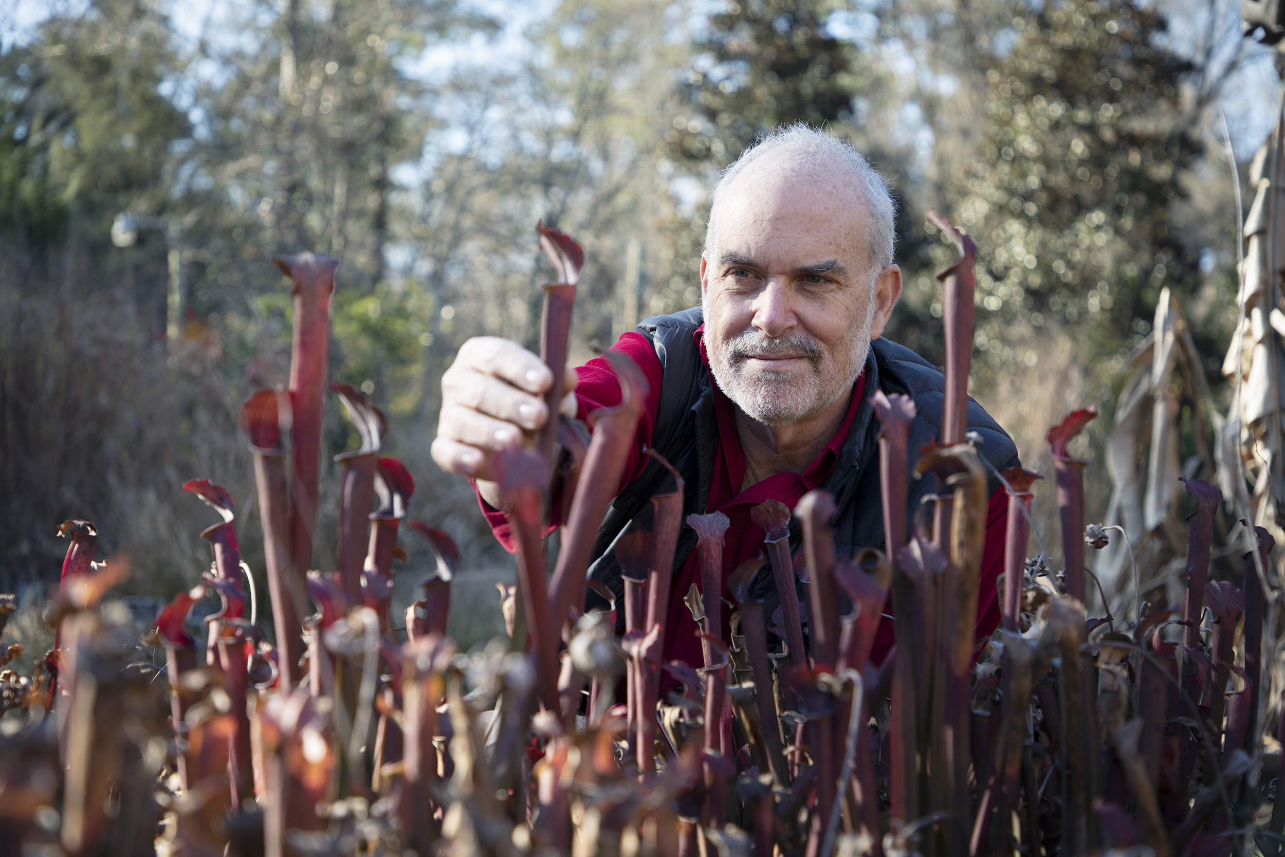 Alan Weakley reaches for a pitcher plant