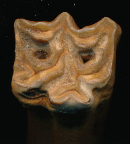 Beige colored artifact.
