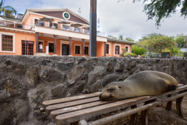 A sea lion sleeps on a park bench with USFQ and the GSC in the background.