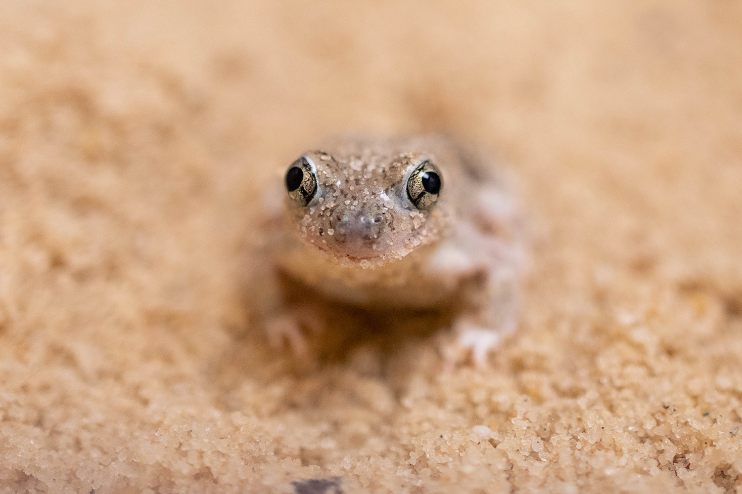 a spadefoot toad sitting in sand
