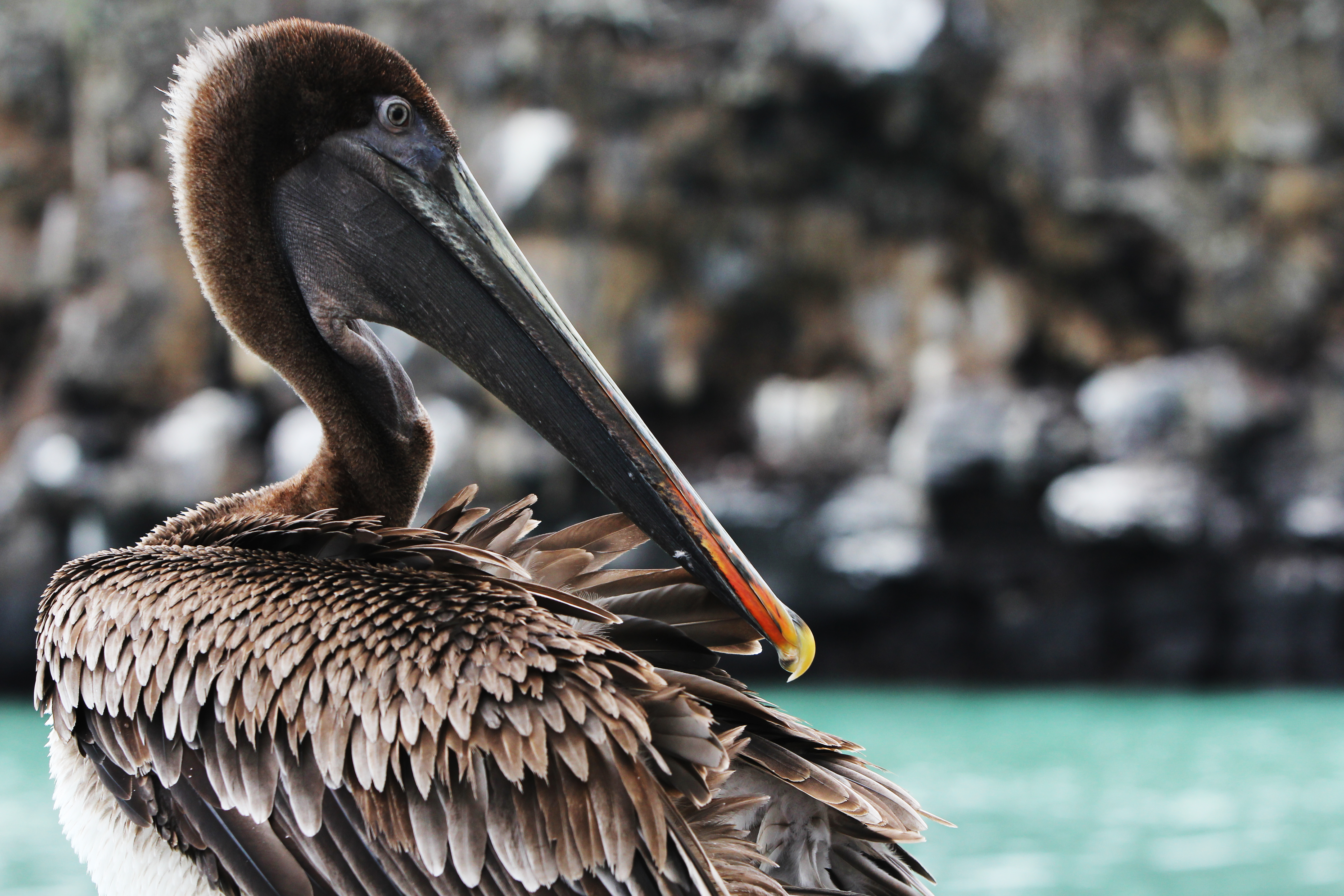 A pelican rests, overlooking the Malecon near Academy Bay