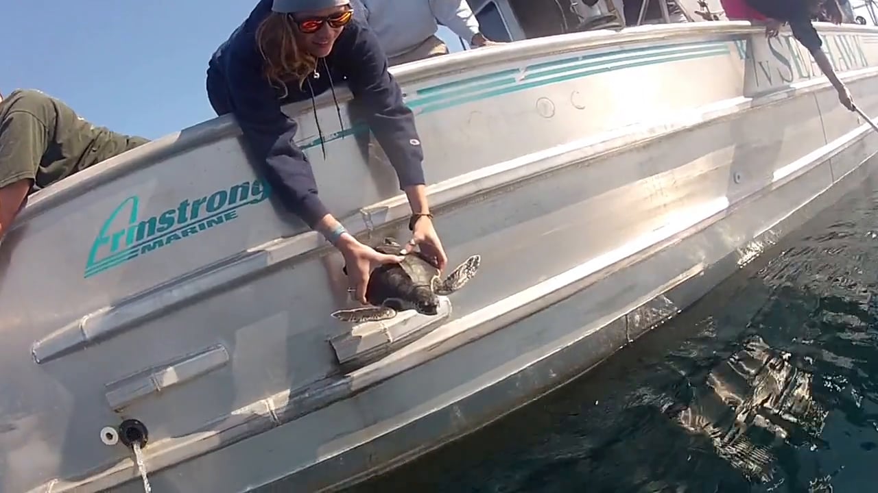 Screen grab of a UNC researcher releasing a sea turtle back into the ocean. Click to start video.