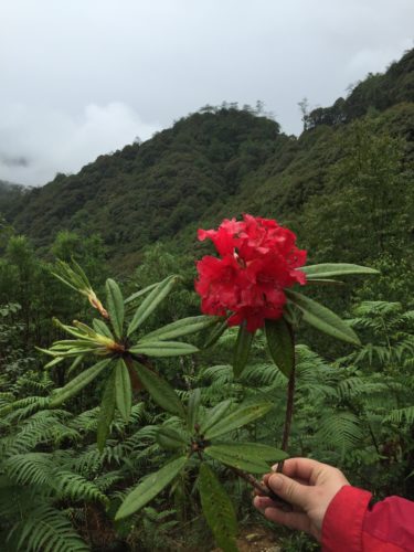 a red rhododendron in China
