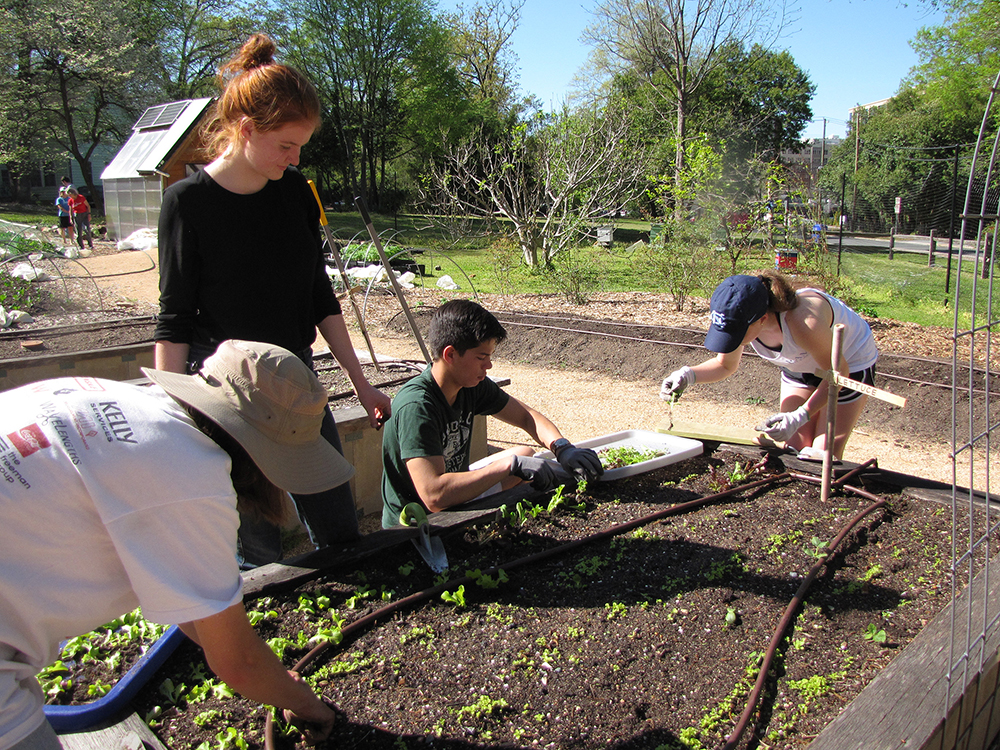 a group of young men and women plant lettuce in a raised garden
