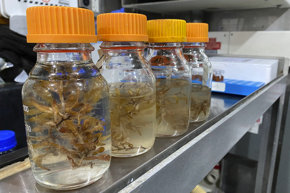 containers filled with sargassum