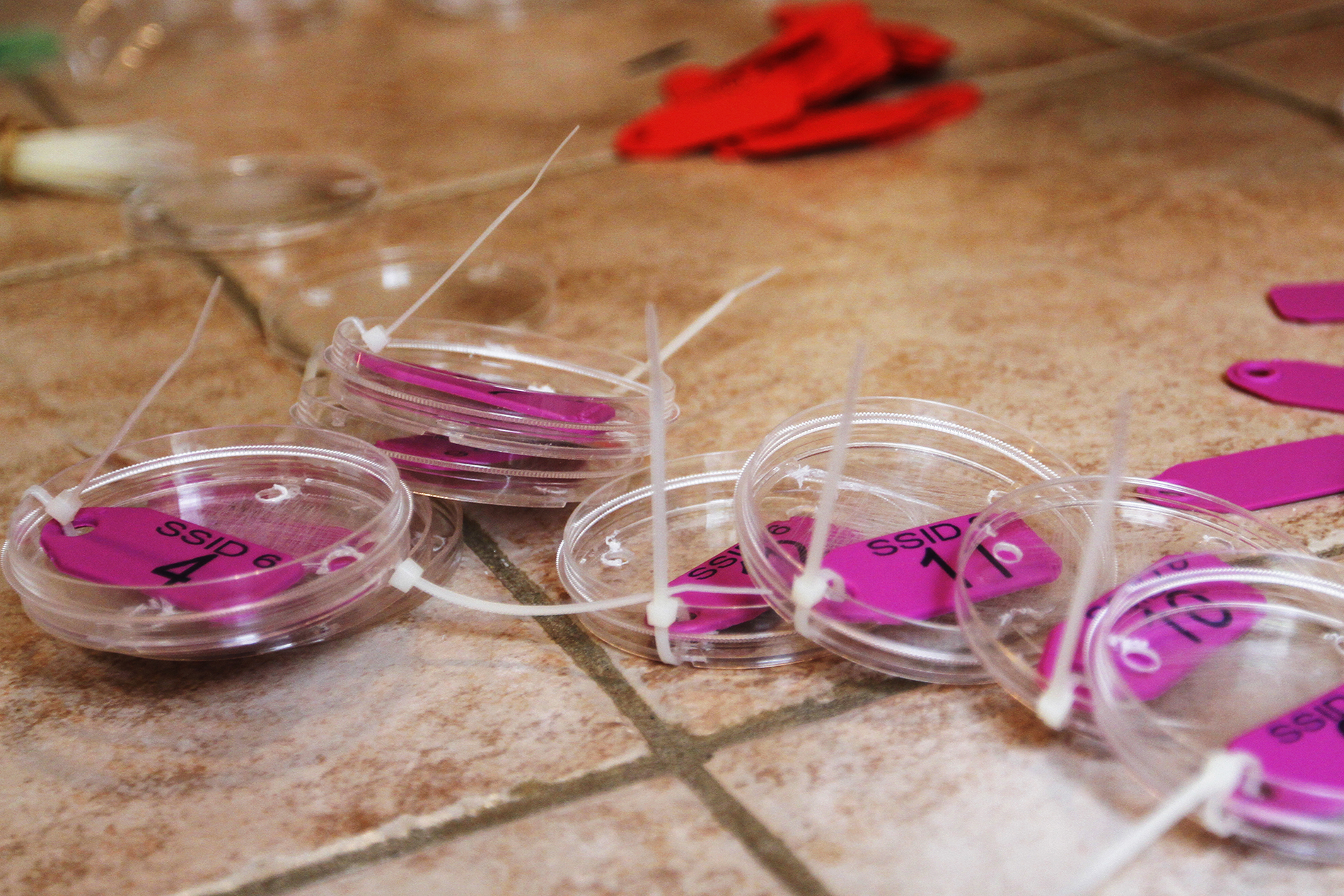pink, labeled ID tags in plastic discs with zip ties sit piles on a tile floor