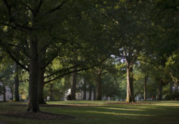 Trees scattered throughout McCorkle Place