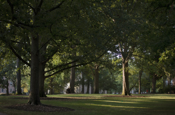 Trees scattered throughout McCorkle Place