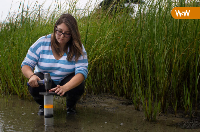 Image of Mollie Yacano wading in a marsh with a hammer in hand, setting up research equipment.