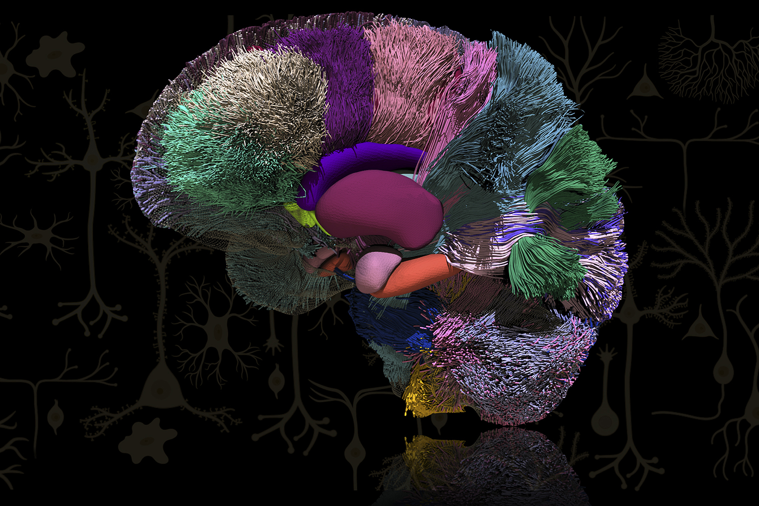 diffusion magnetic resonance image of human brain