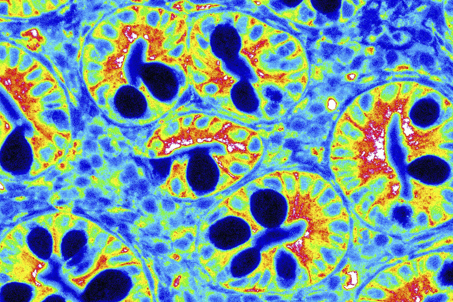 cells within the duodenum