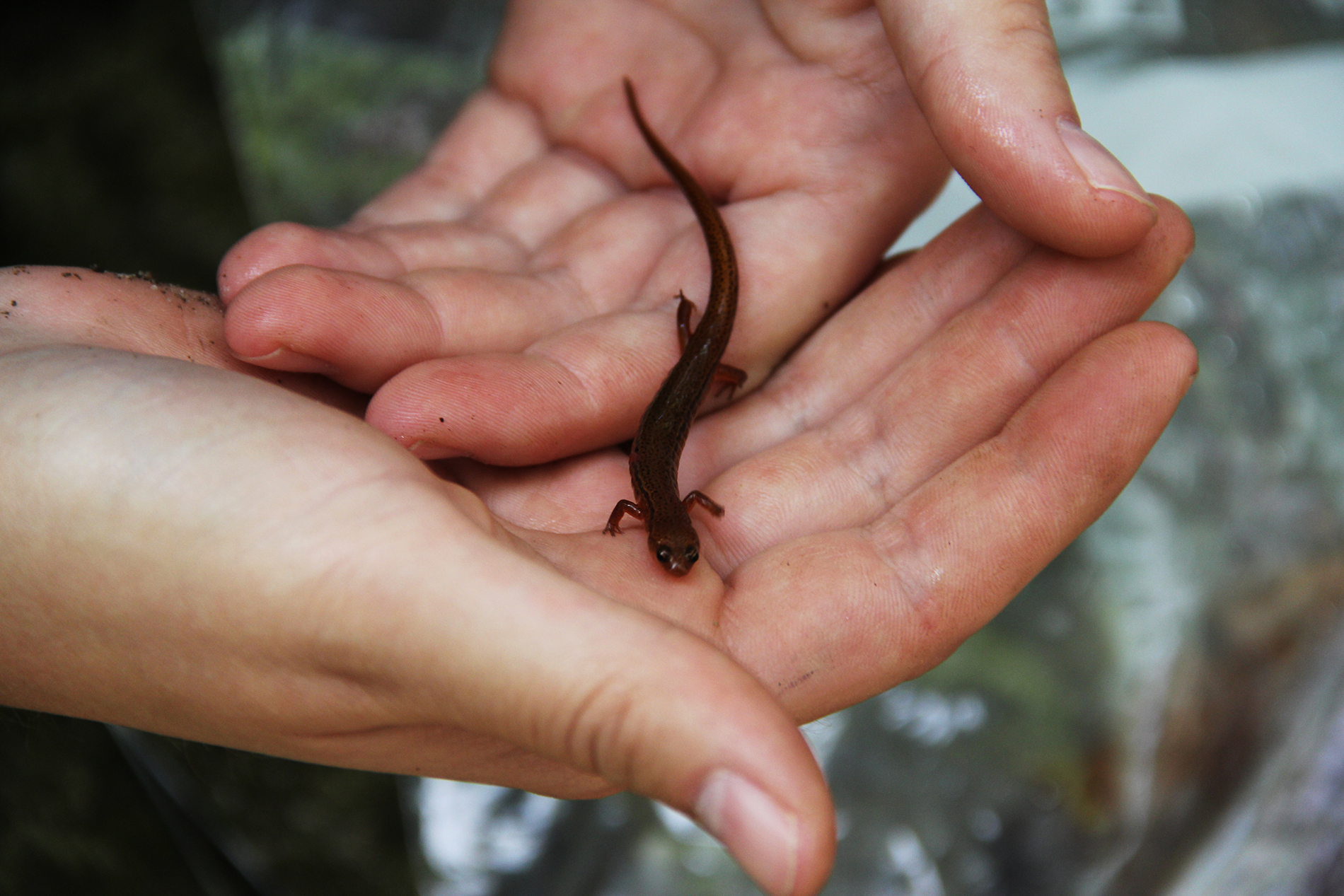 a Blue Ridge two-lined salamander sits in a pair of hands