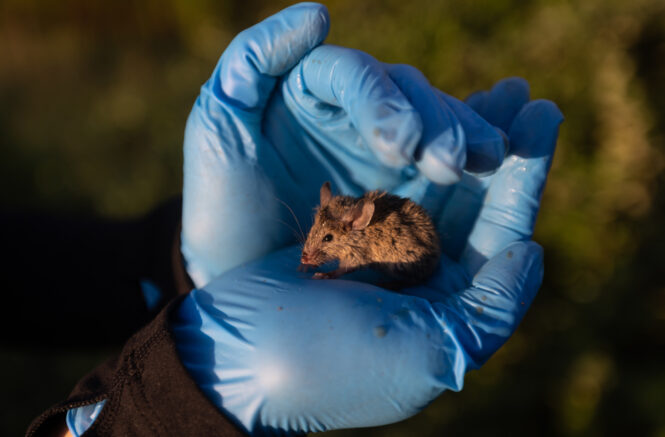 a field mouse in a hand