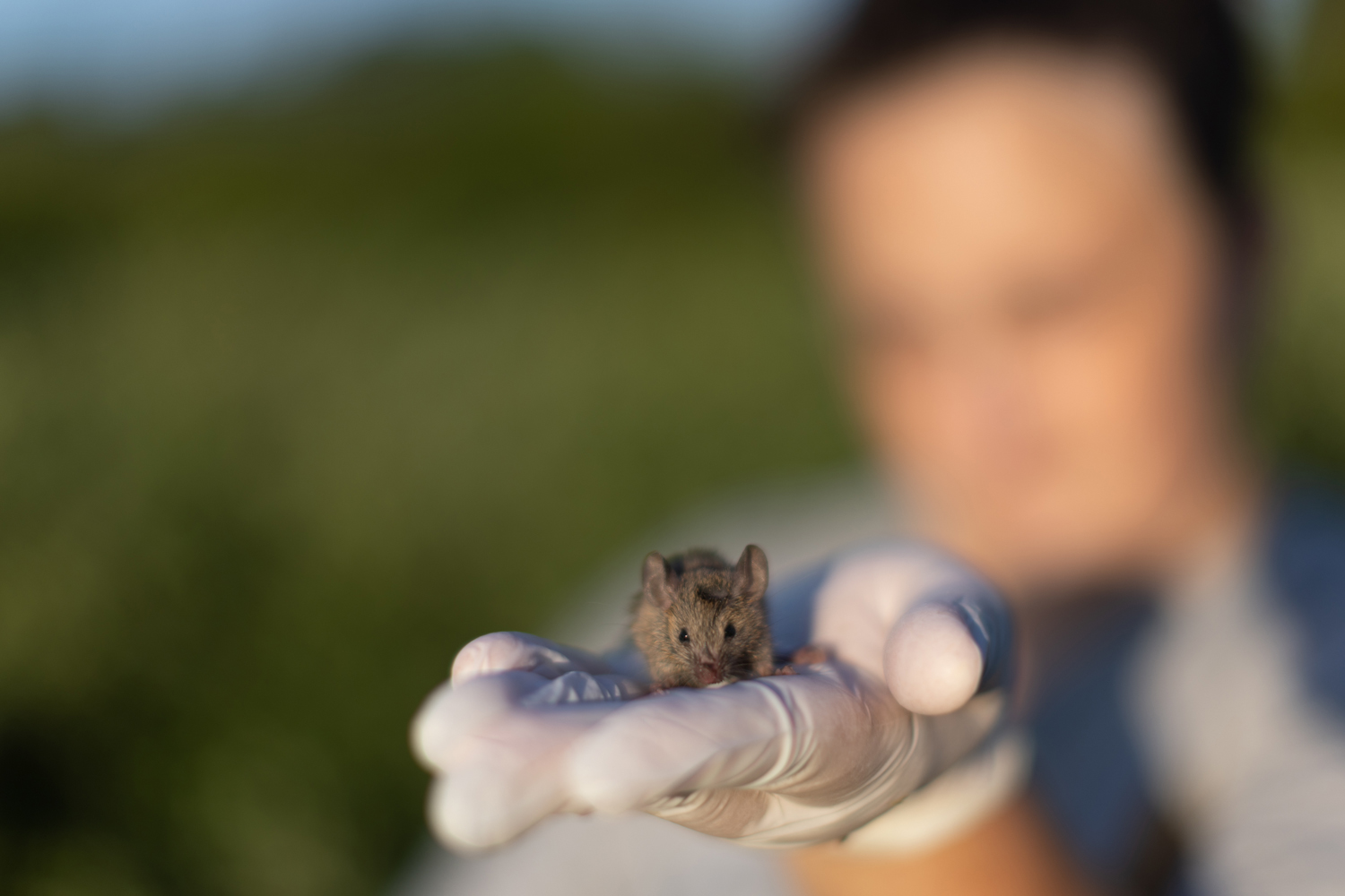 Melissa Vindigini holds a field mouse