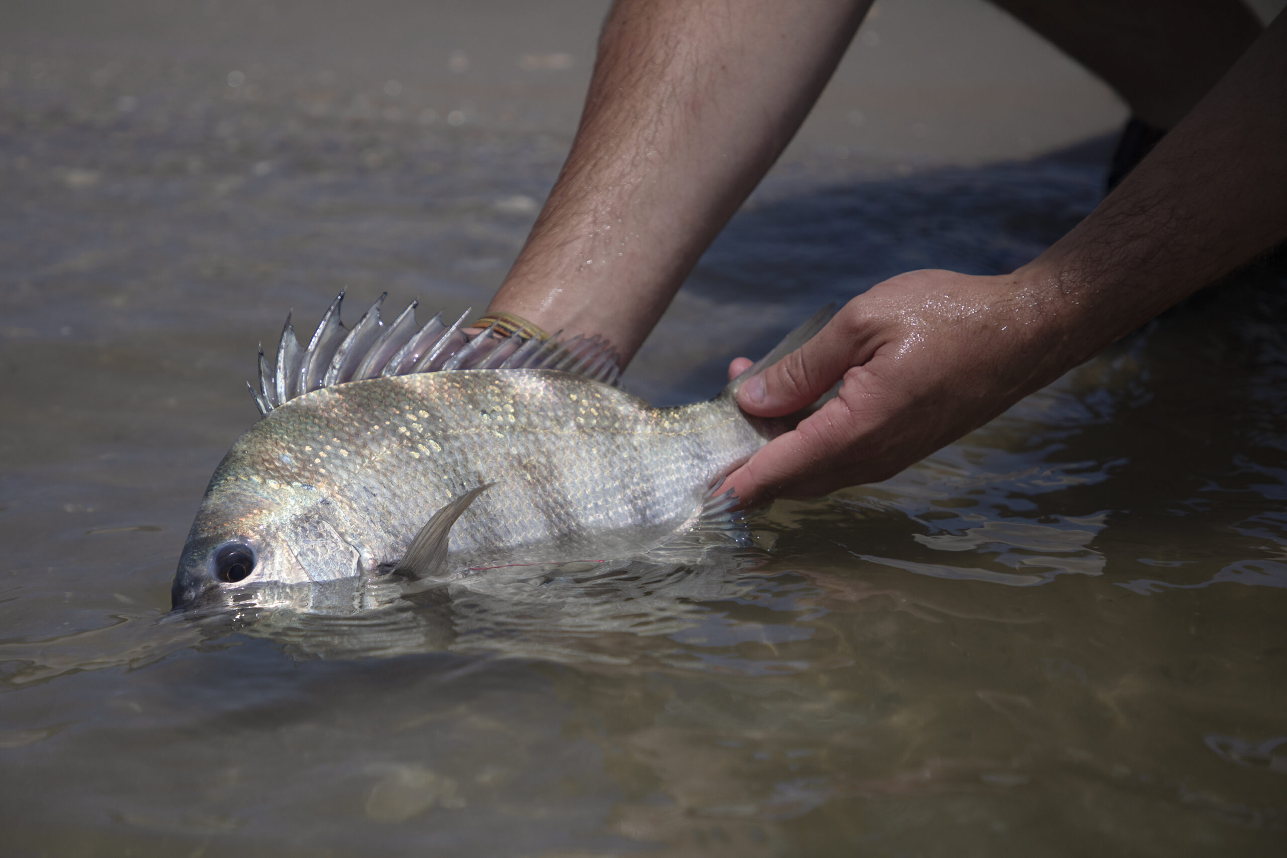 migrating fish species