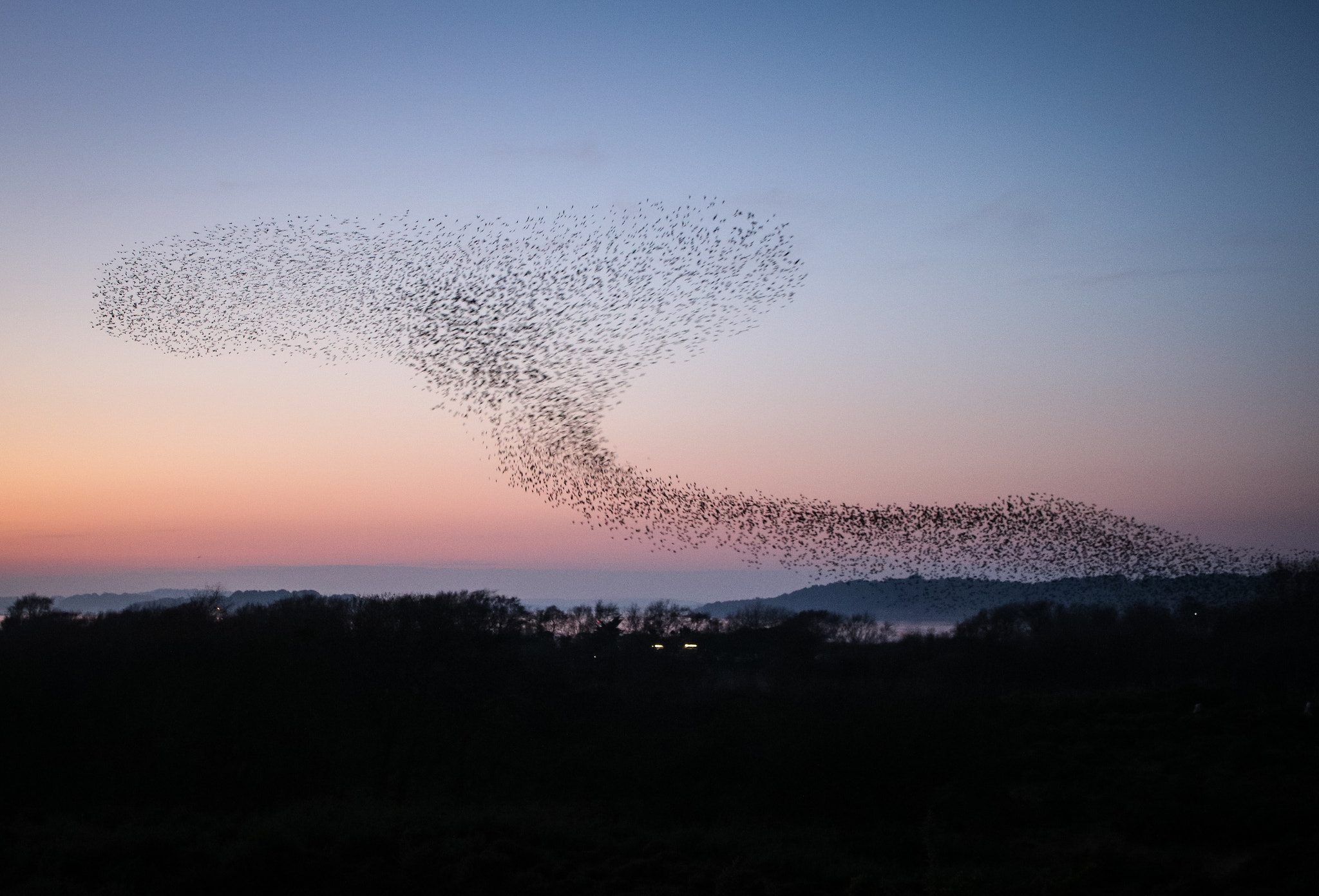 a swarm of starlings in the sky