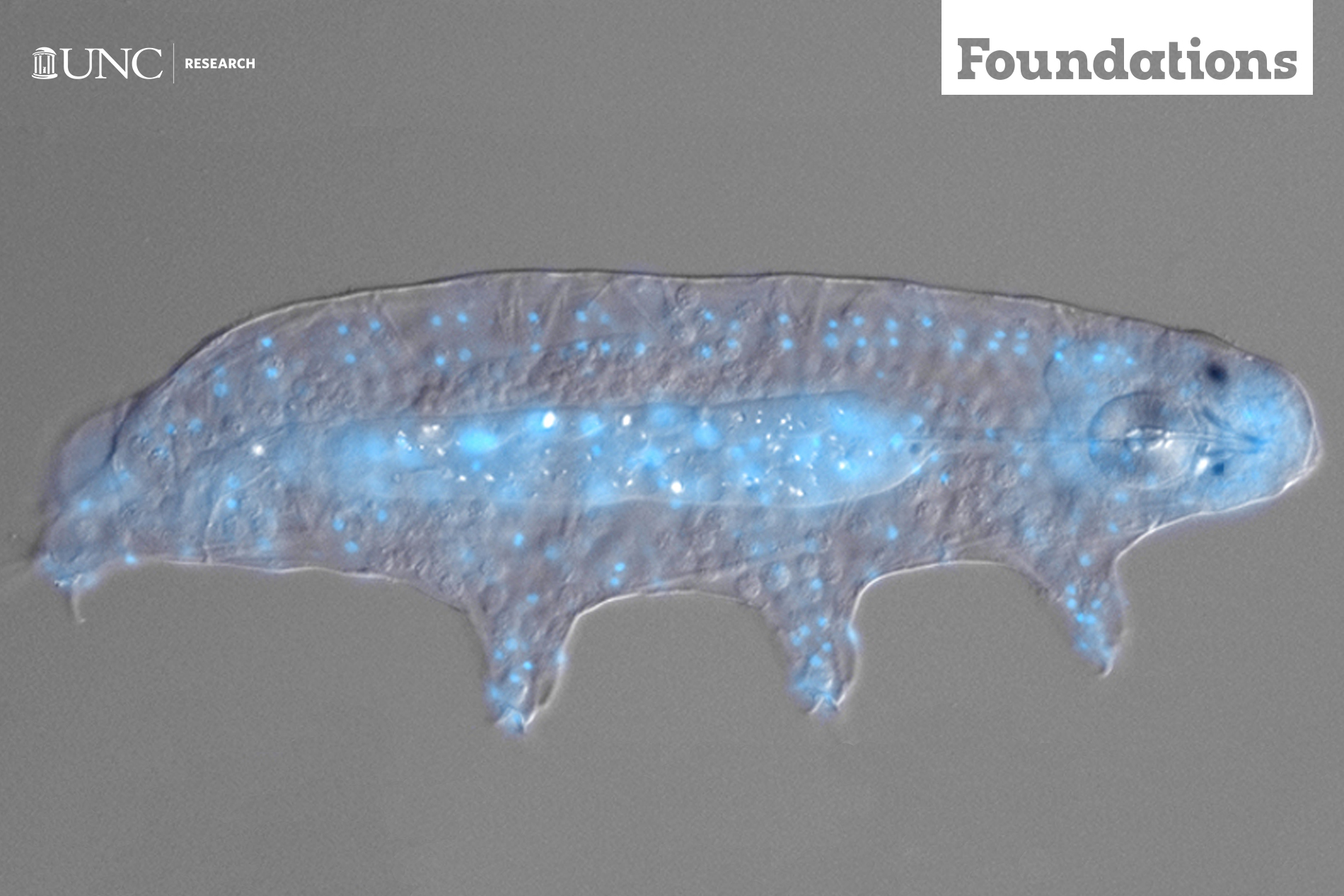 tardigrade carbon backbone