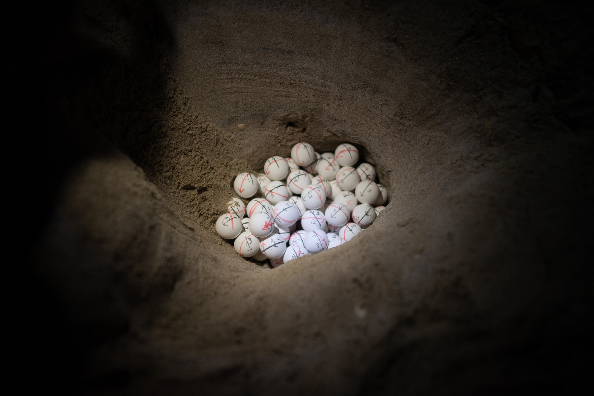 a nest full of turtle eggs marked with their orientation