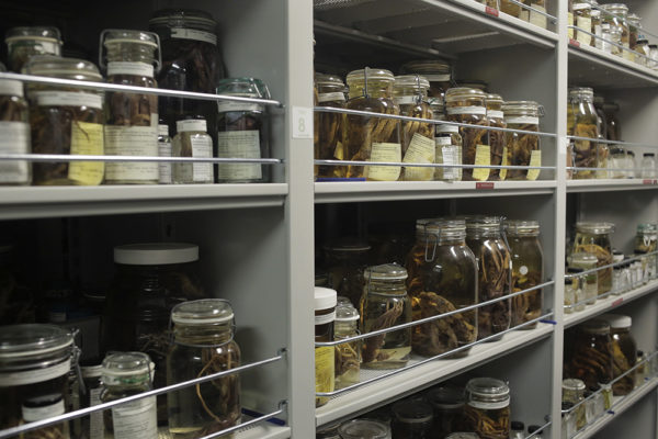 Clear jars containing cephalopods line large shelves.