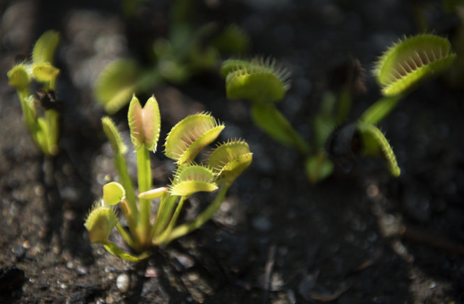 a Venus flytrap