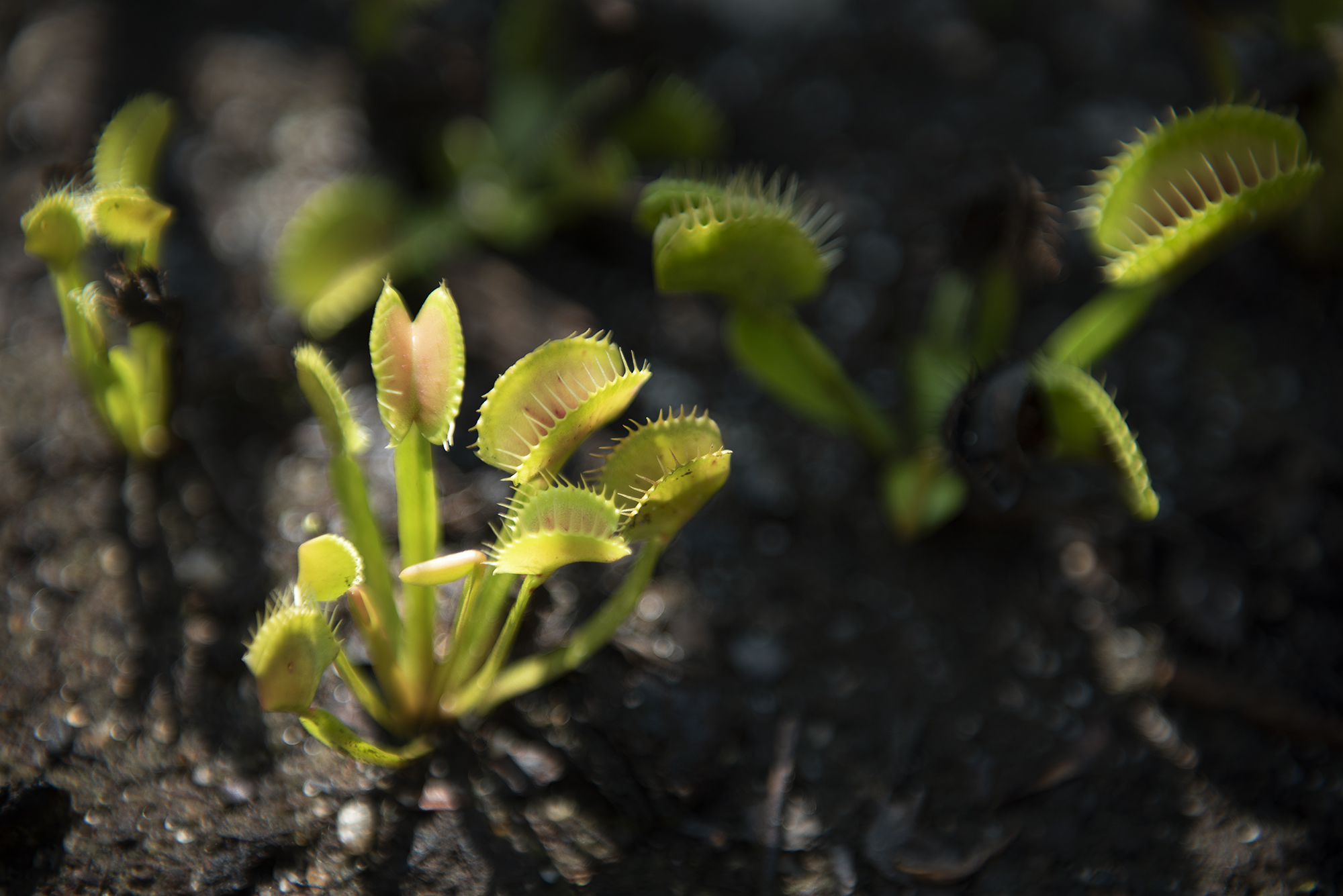 venus fly trap diagram labeled