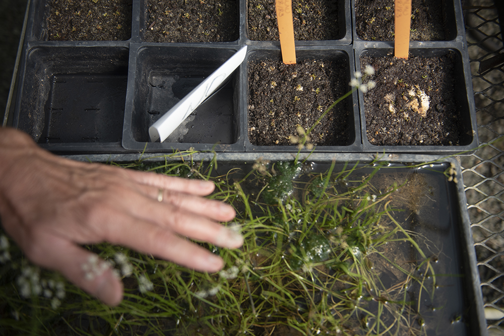 Caring for your Venus Flytrap – NC Coastal Land Trust