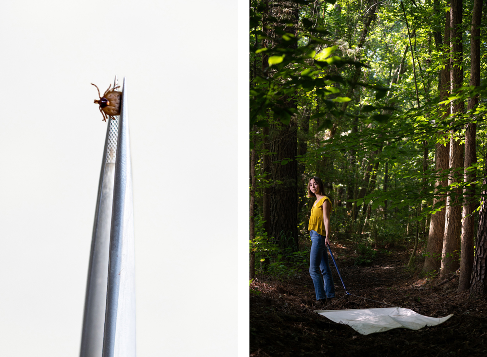 tweezers hold a tick and Alexis Siegler