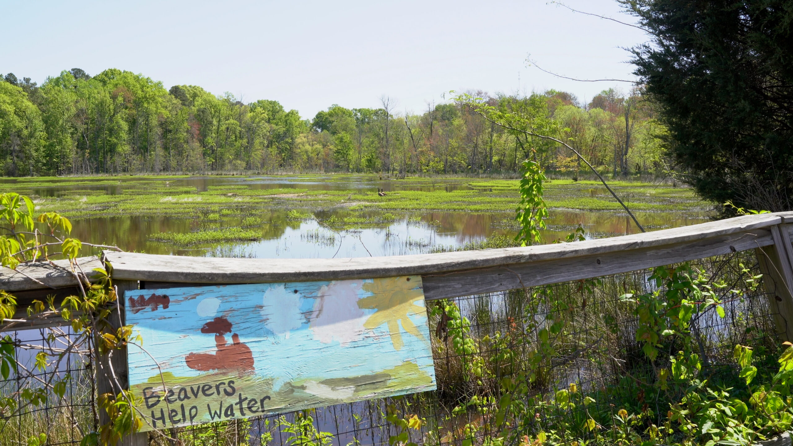 a sign in front of a retention pond that reads: "beavers help water"