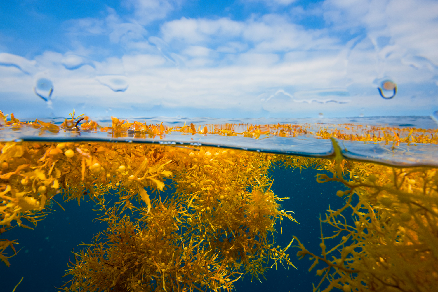 sargassum floating on the ocean