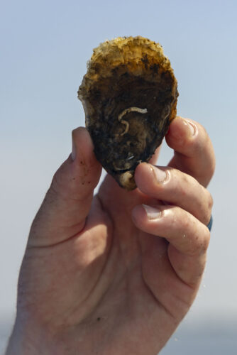 a hand holds up an oyster