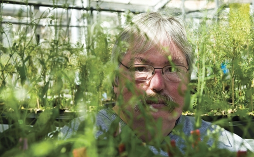 Photo of Jeff Dangl in the greenhouse.