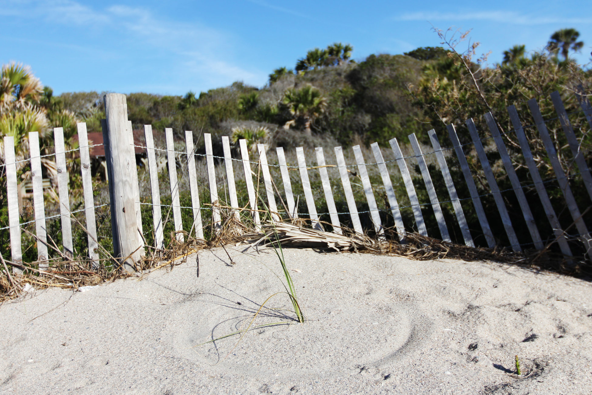 A small sea oat sprouts out of the sand.