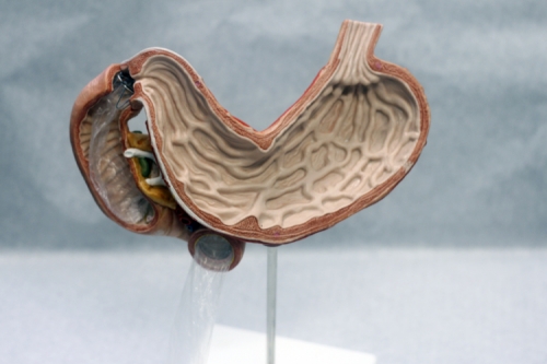 Picture of a 3D stomach