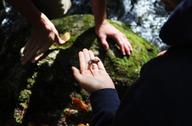 A salamander rests in the hand of a student.