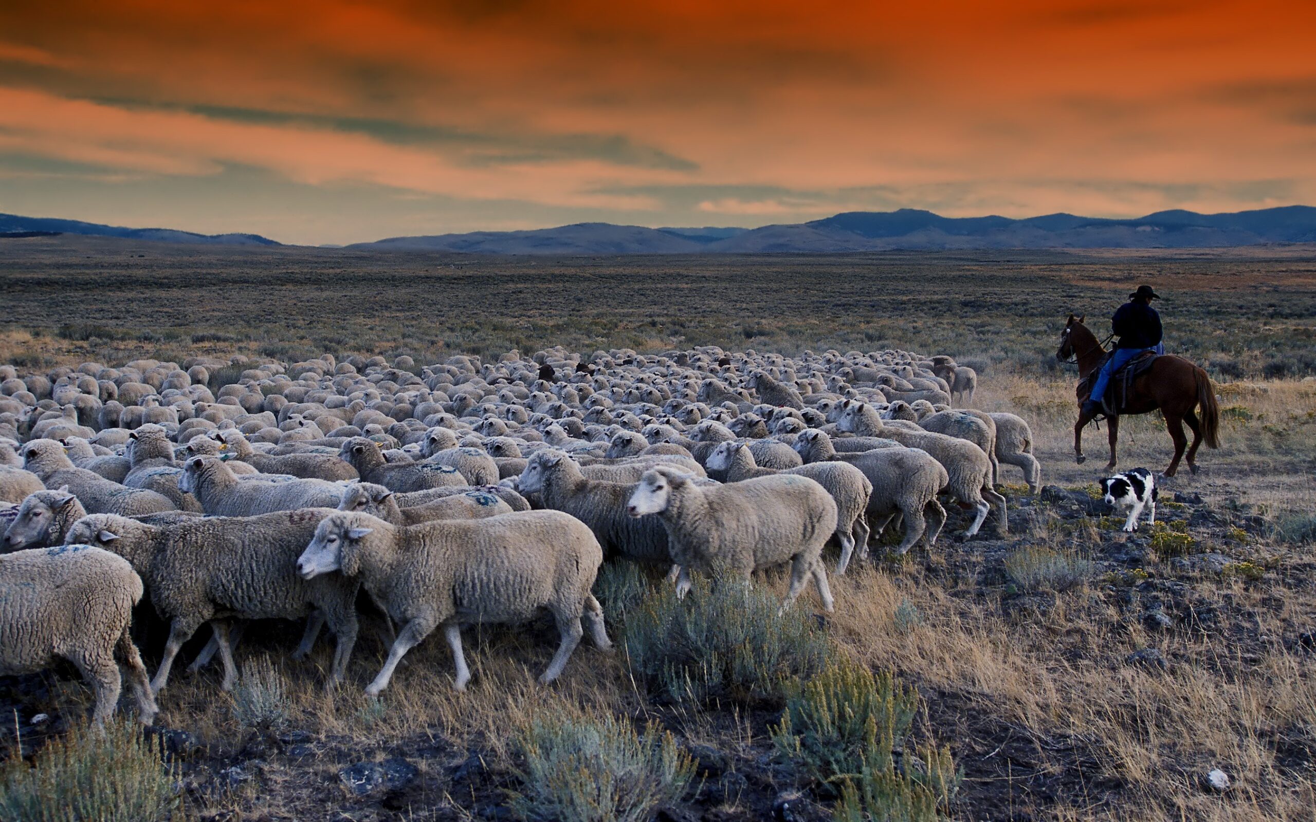 a cattle rancher on a horse watches as a dog runs up and down a line of sheep to herd them in a certain direction