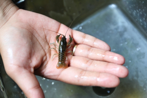 Photo of a researcher hold a small lobster in their hand.